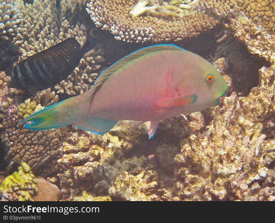 Parrot fish on coral reef