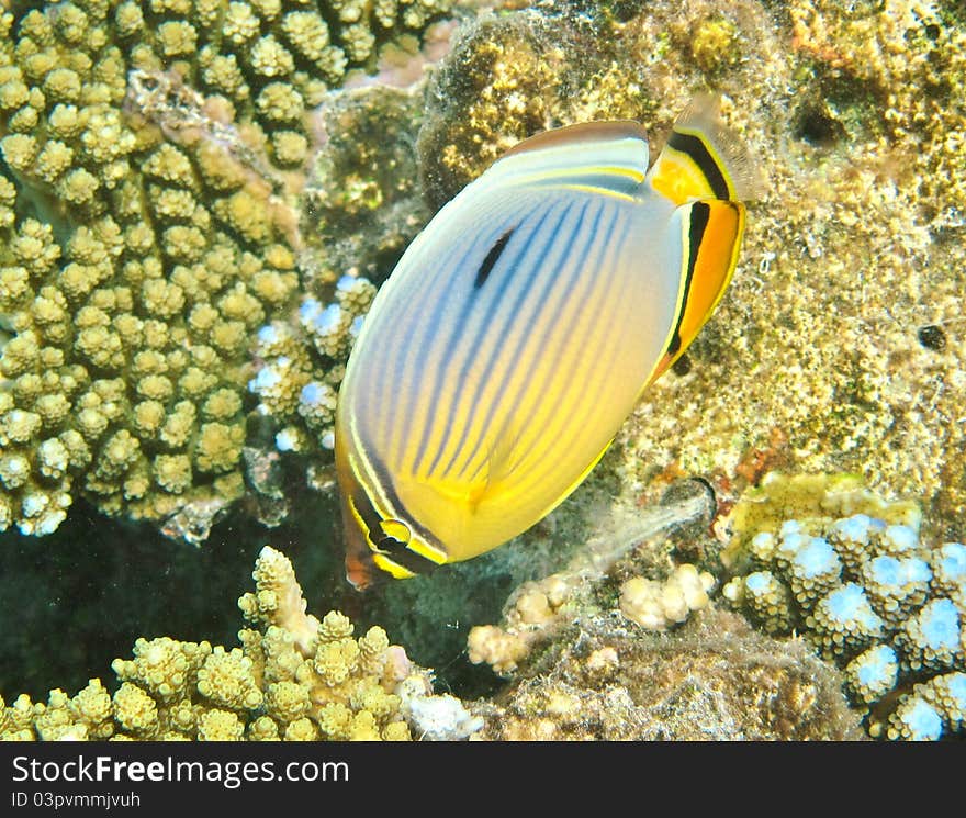 Butterfly fish on coral reef