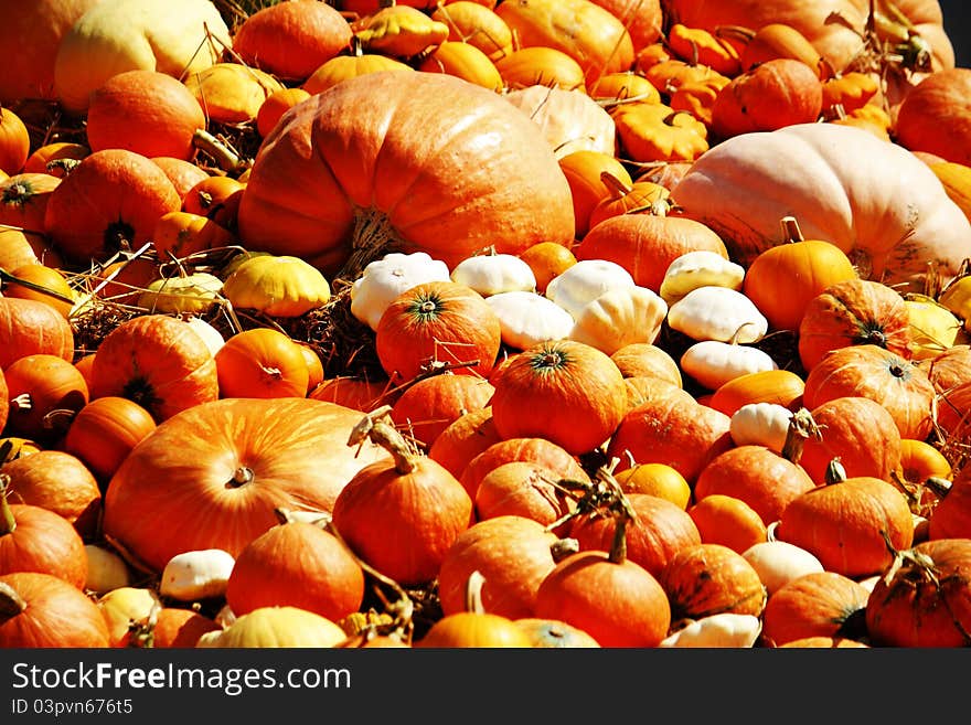 Many pumpkin in farm, Thailand. Many pumpkin in farm, Thailand