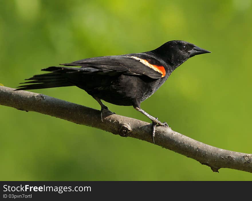 Red-winged blackbird perched in tree limb