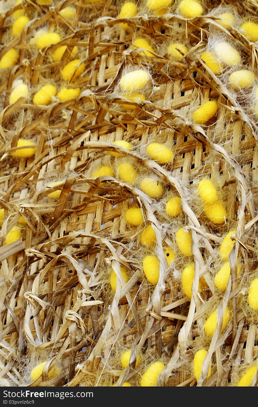 This is a cocoons in bamboo nest.