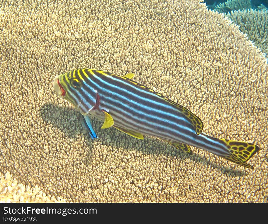 Yellow Snappers In Maldives