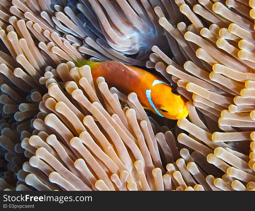 Nemone fish with anemone