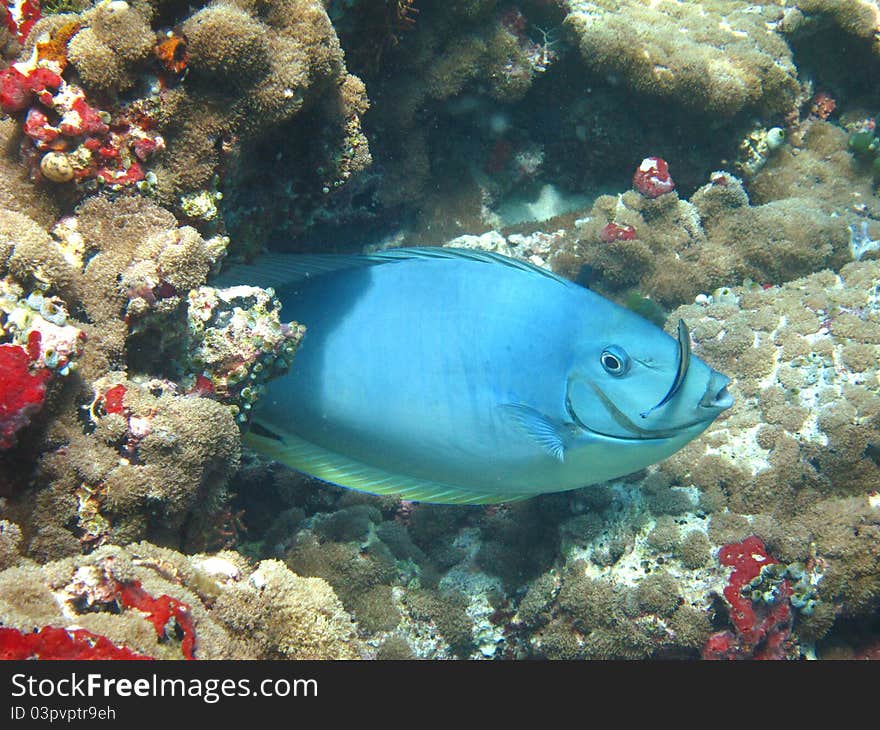 Oriental sweetlips fish on coral reef. Oriental sweetlips fish on coral reef