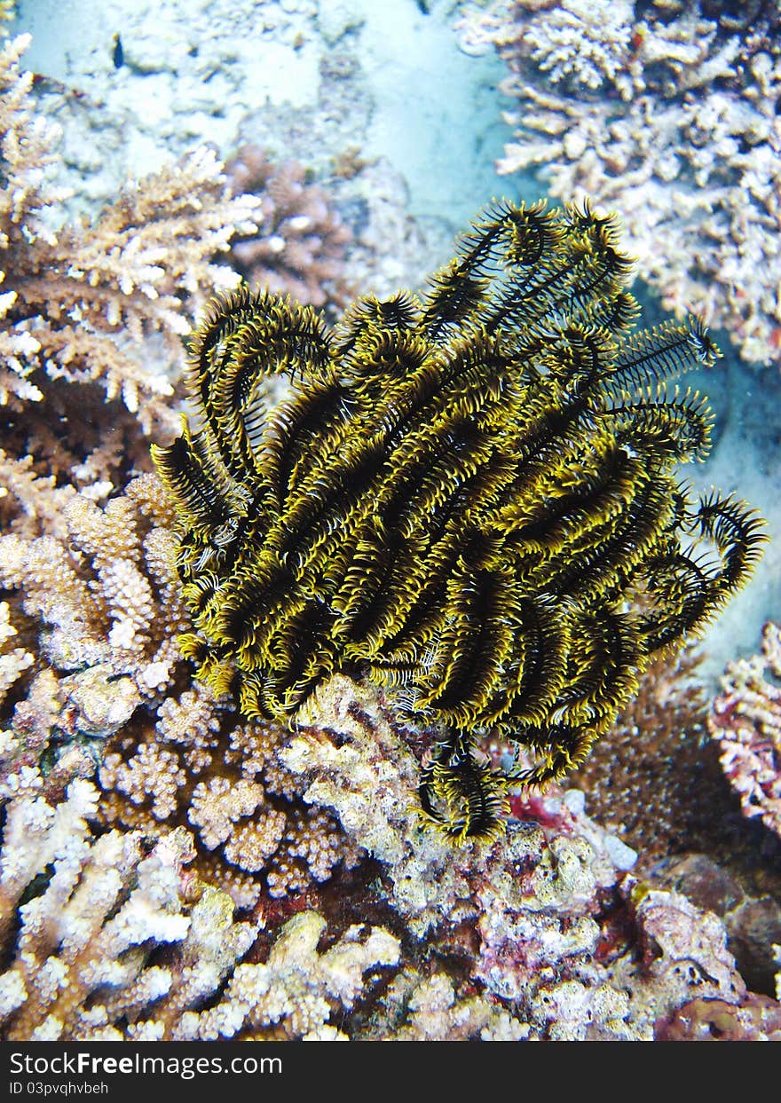 Sea Grass in the maldives ocean