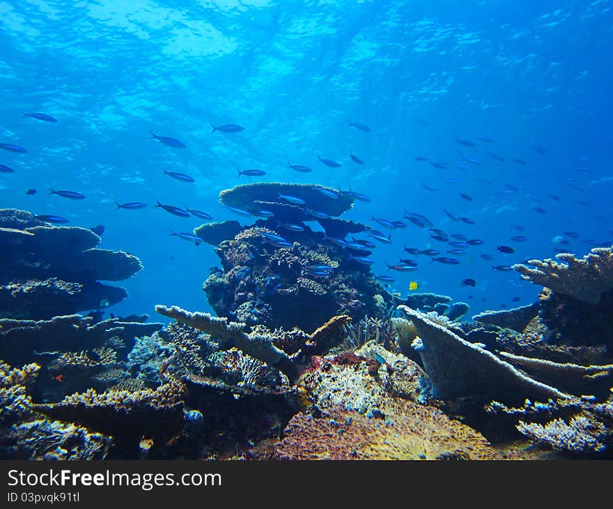 Silver fish on the coral reef in the maldives ocean