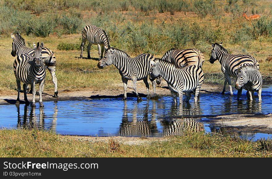 Zebra herd drinks at Botswana, Africa, waterhole. Zebra herd drinks at Botswana, Africa, waterhole