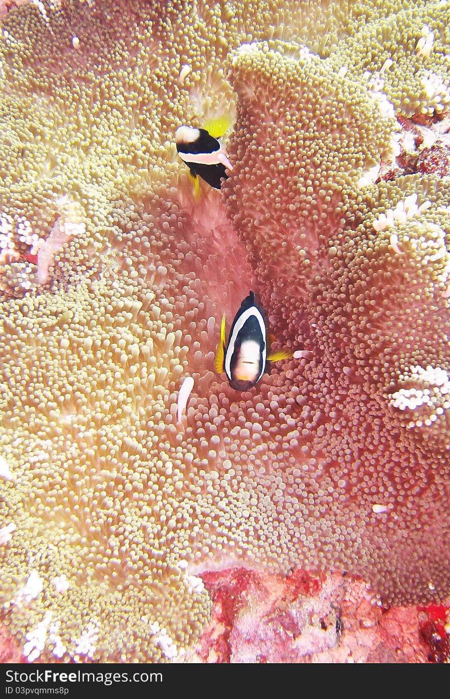 A nemone fish in the anemone. A nemone fish in the anemone