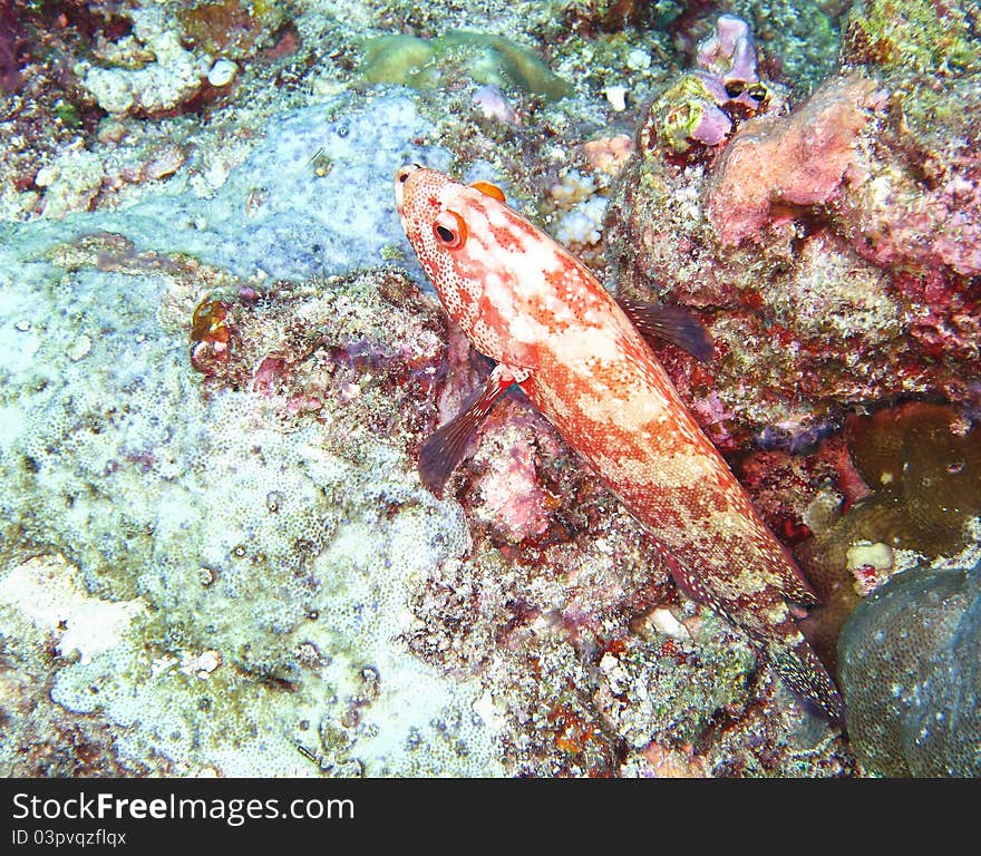 Duskyfin rock cod fish on coral reef