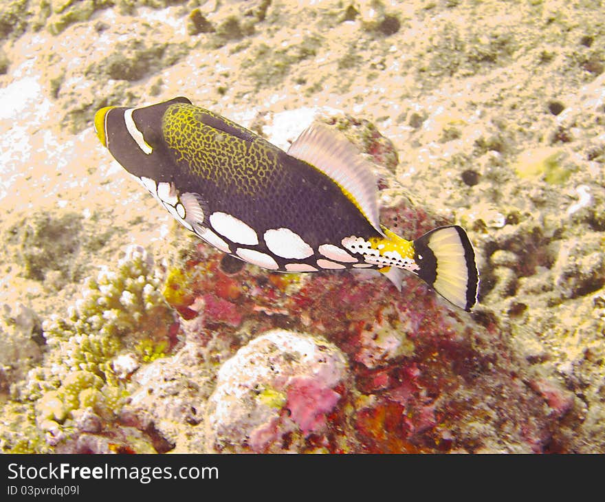 Puffer fish on the reef