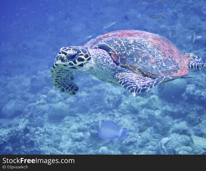 Sea turtle in maldives