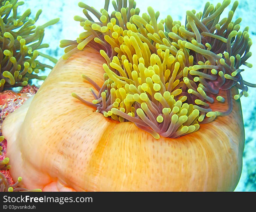 Anemone on coral reef at maldives