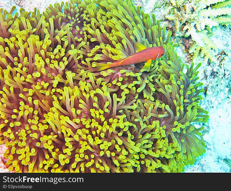 A nemone fish in the anemone. A nemone fish in the anemone