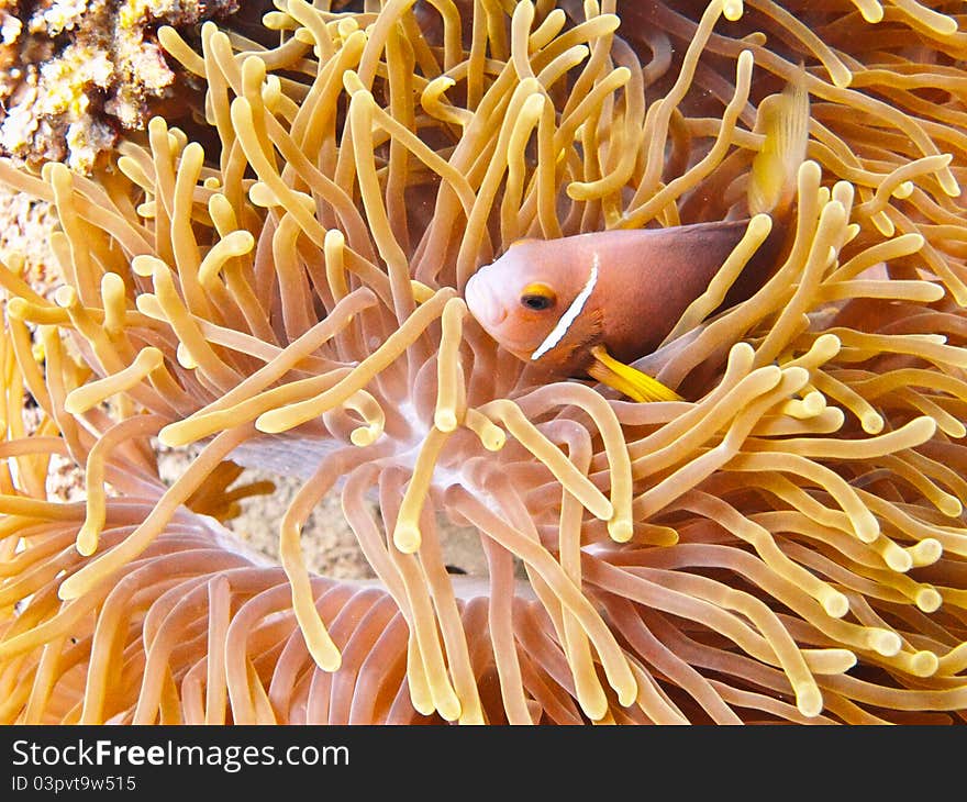 A nemone fish in the anemone. A nemone fish in the anemone