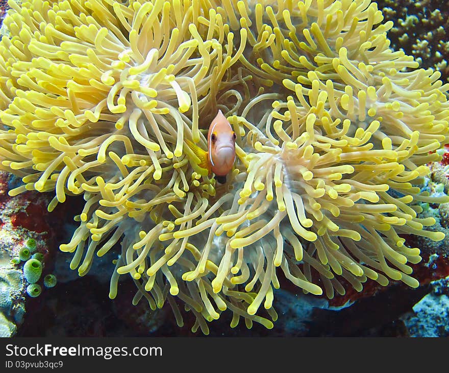 A nemone fish in the anemone. A nemone fish in the anemone