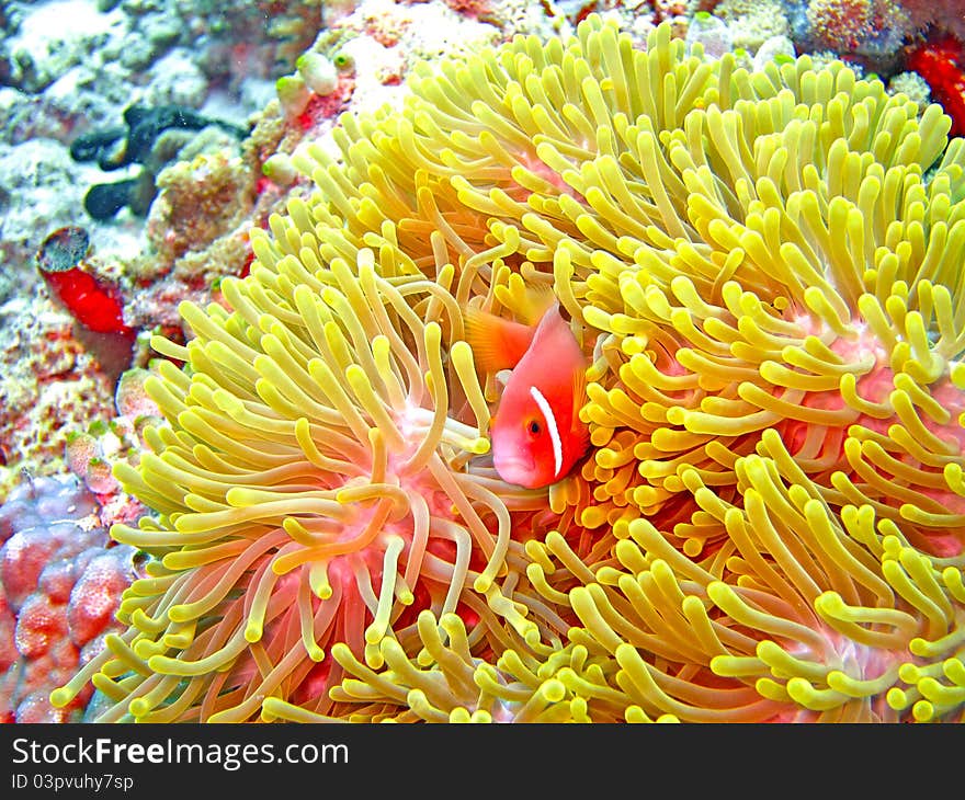 Nemone fish with anemone