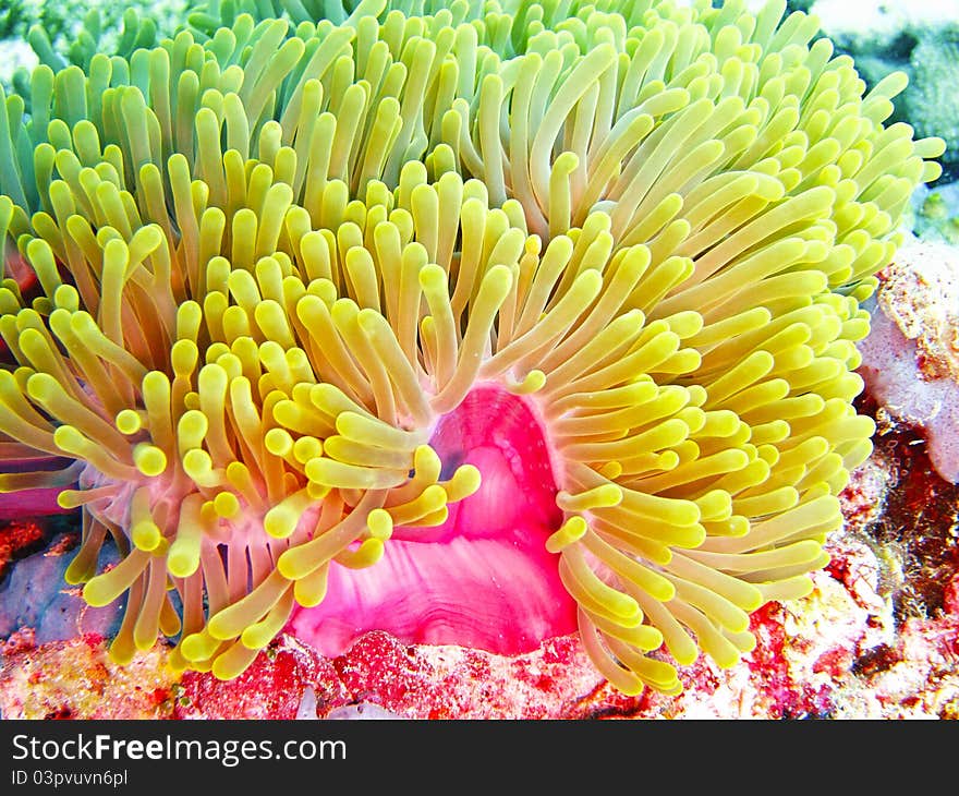 Anemone on coral reef at maldives