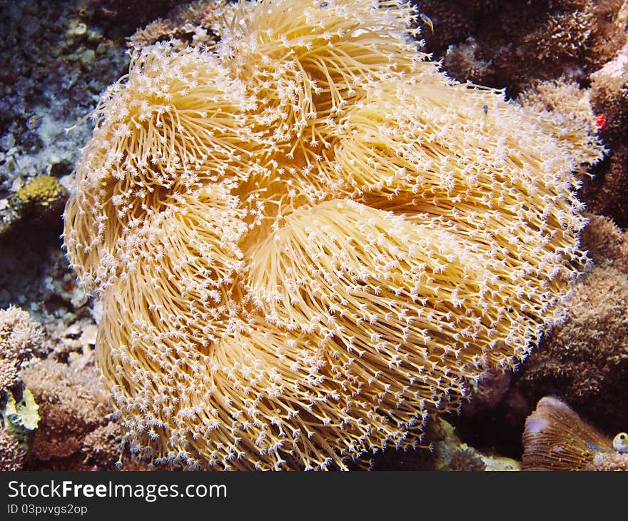 Coral in the maldives ocean