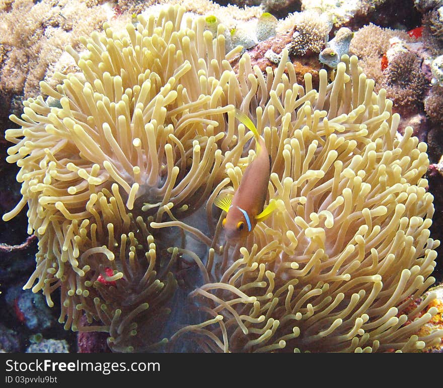 A nemone fish in the anemone