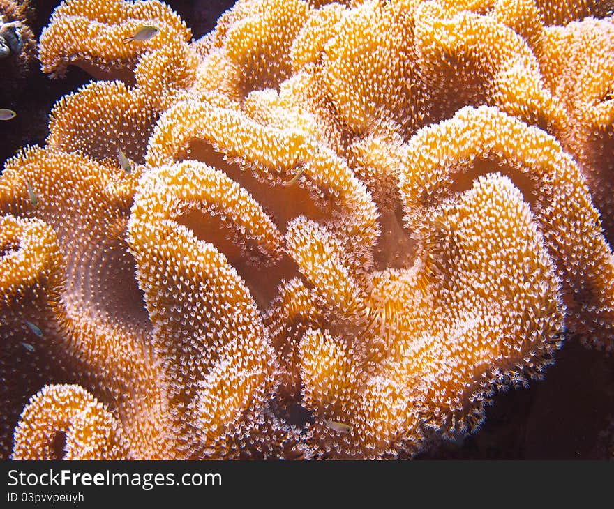 Coral in the maldives ocean