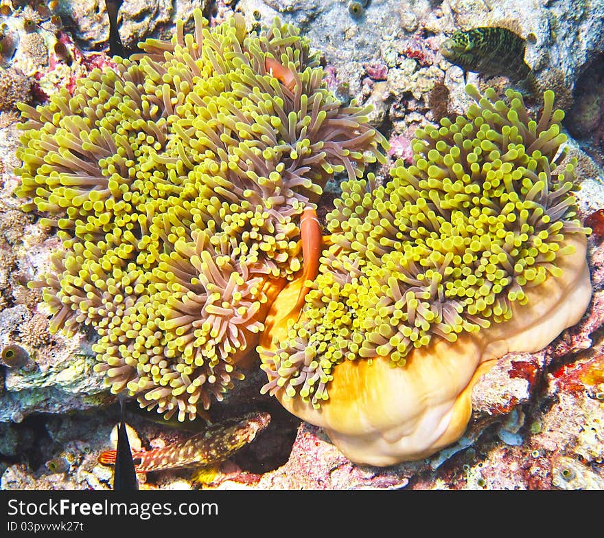 A nemone fish in the anemone. A nemone fish in the anemone