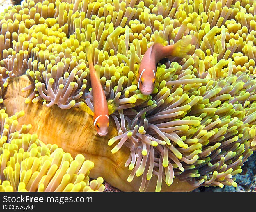 A nemone fish in the anemone. A nemone fish in the anemone