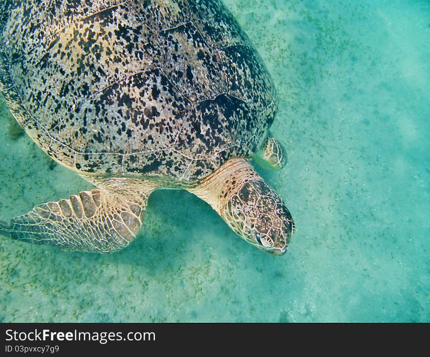 Sea Turtle In Maldives