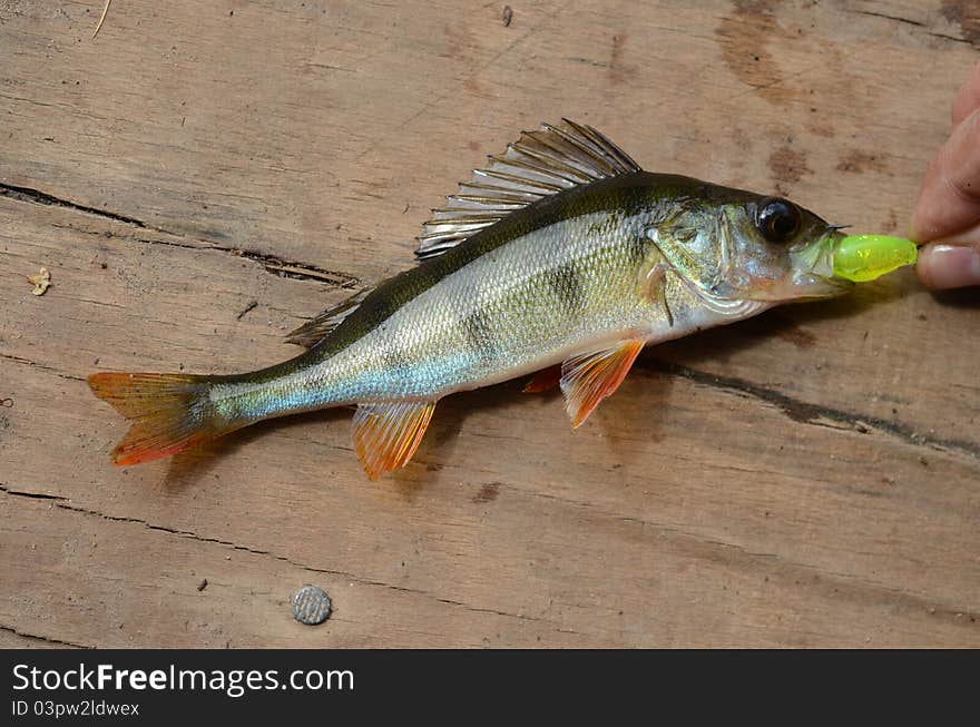 Striped bass catching on a wood background