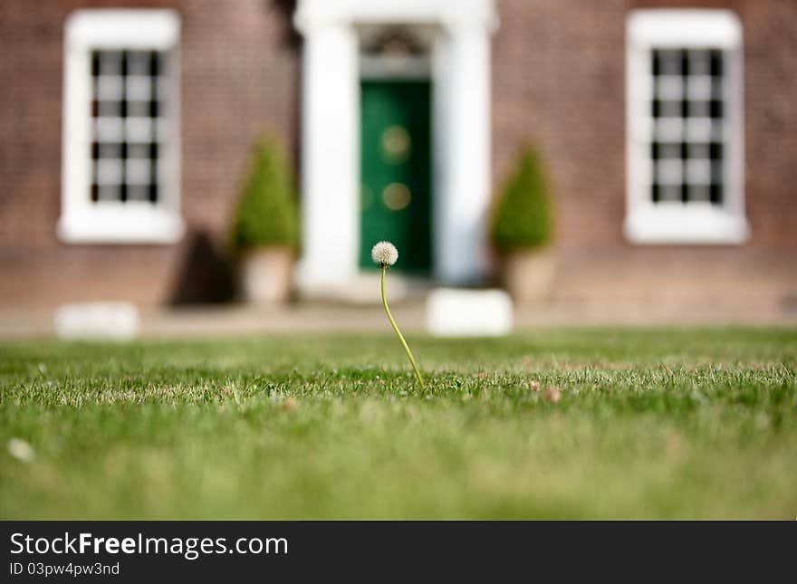 You can see the lawn has been cut but there is one Dandelion still standing, standing tall above any other, right in front of the main front door too. You can see the lawn has been cut but there is one Dandelion still standing, standing tall above any other, right in front of the main front door too.