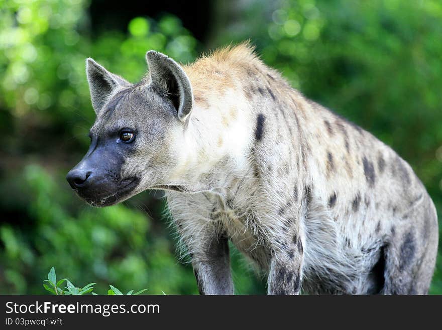 Hyena on Thai zoo with Green background.