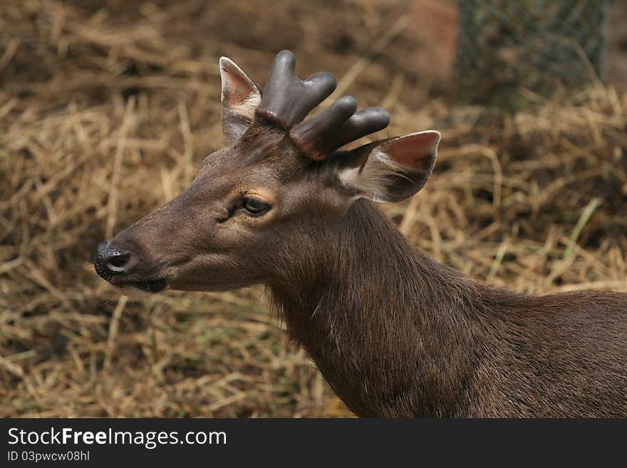 Deer in open zoo of Thailand