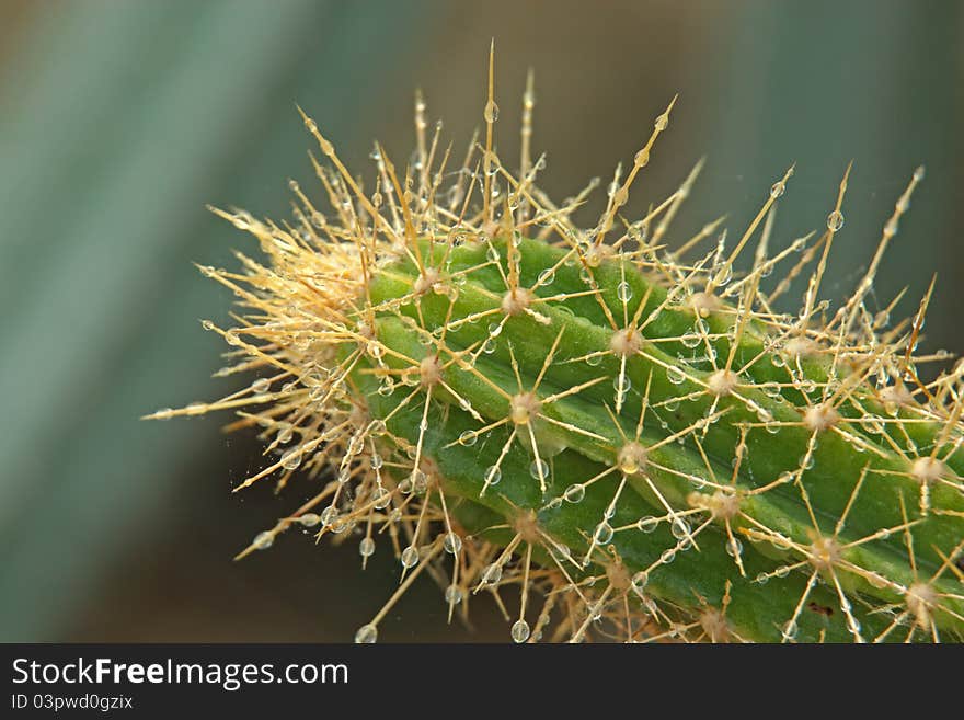 Cactus with the morning dew. It has sharp thorns. But the dew from the island. I do not do it lightly.