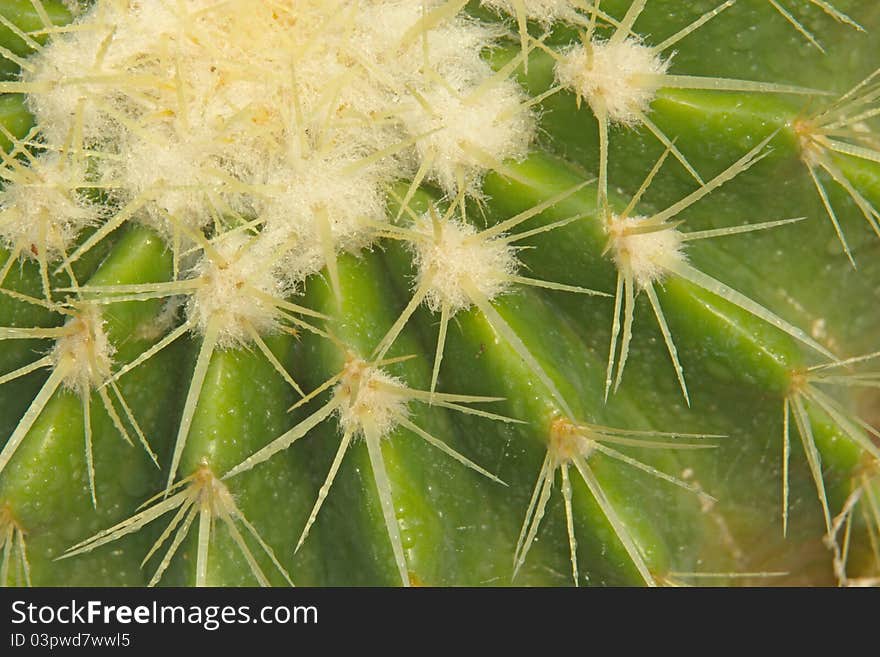 The beautiful spikes. And I did not choose. Even a sharp thorns to me at all.