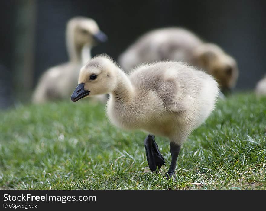 Gosling