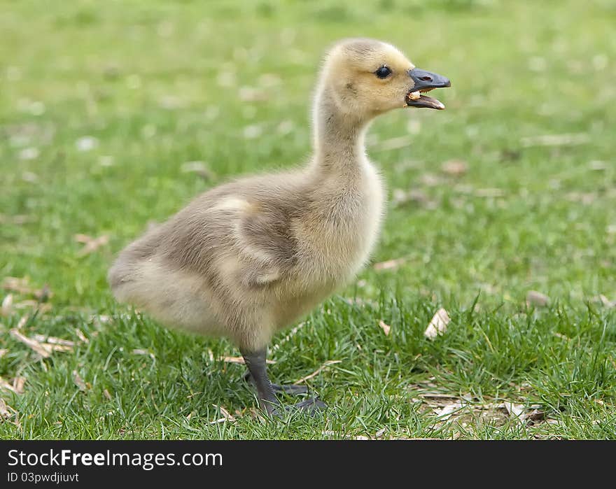 Gosling