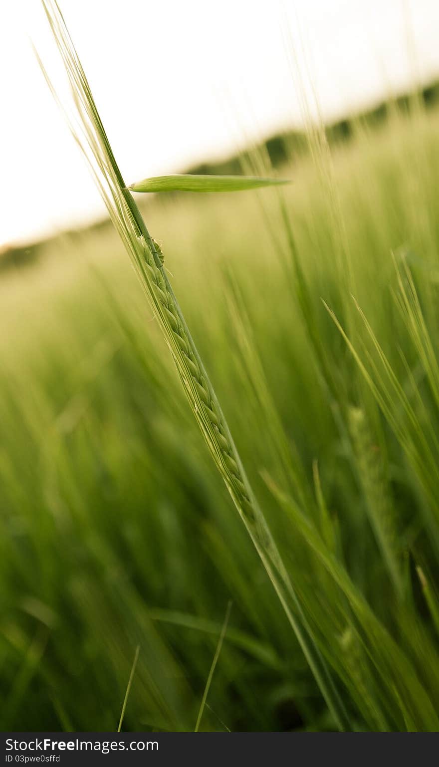 An image of barley in ripenning