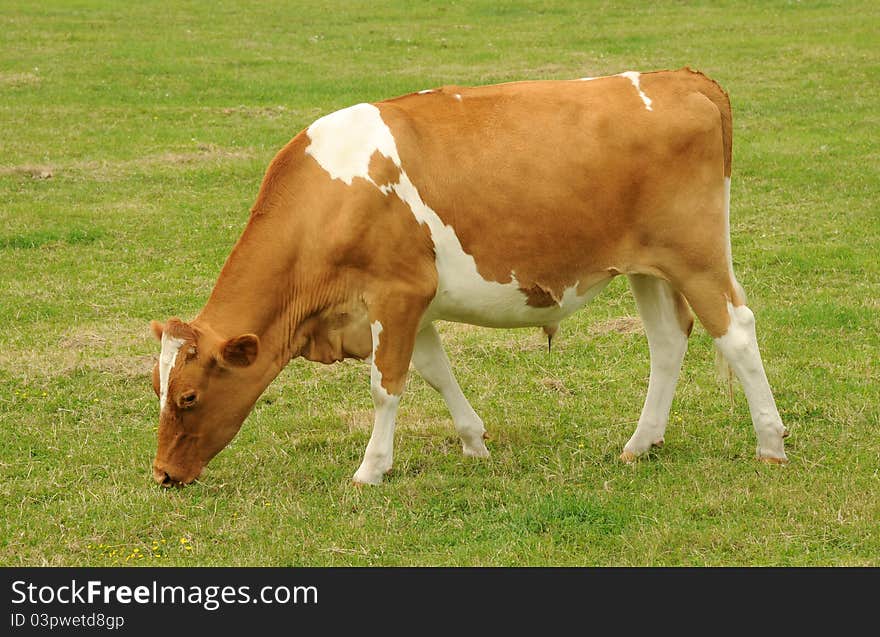 A young bullock makes the most of a sunny day and rich grasslands. A young bullock makes the most of a sunny day and rich grasslands.