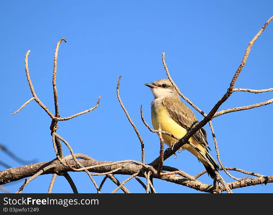 Western Kingbird on a Branch