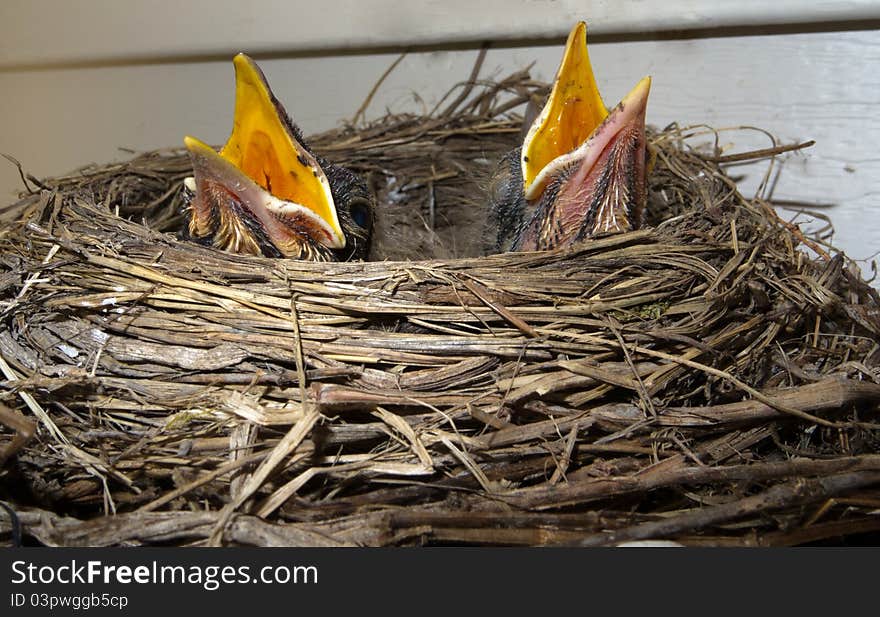 Little Robins