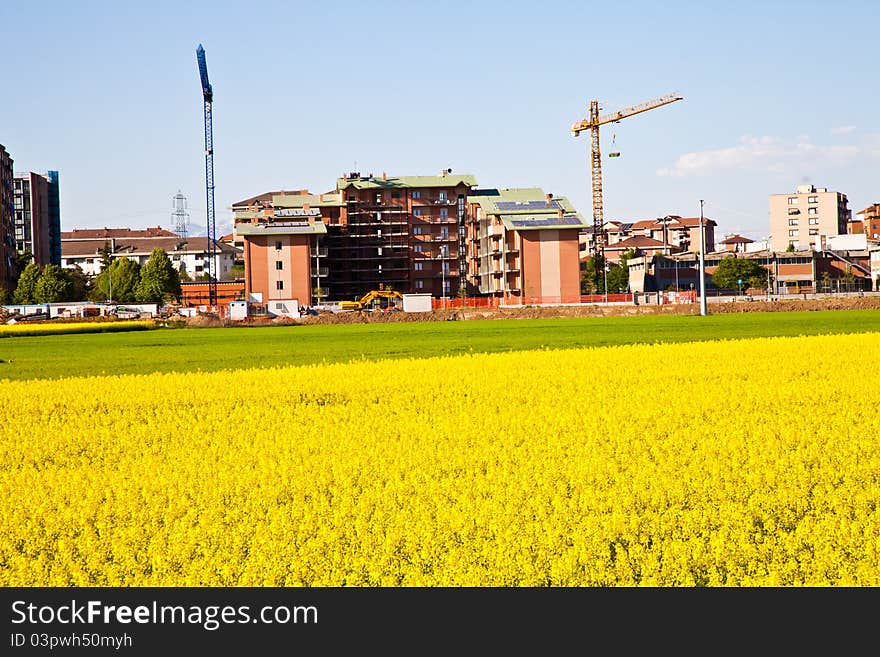 Field of yellow flowers in spring season close to the border of the city. Field of yellow flowers in spring season close to the border of the city