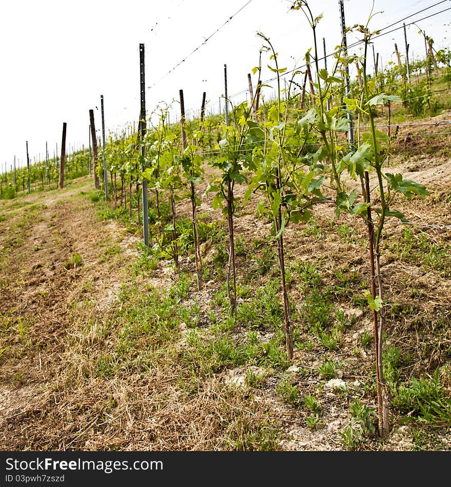 Barbera vineyard during spring season, Monferrato area, Piedmont region, Italy. Barbera vineyard during spring season, Monferrato area, Piedmont region, Italy