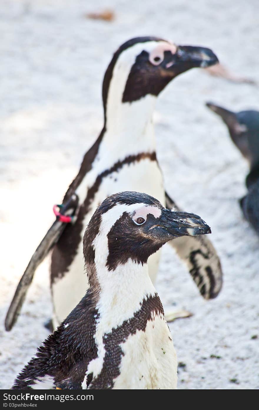 African Penguins are about 68cm in length, and weigh between 2.1 and 3.7kg. Spheniscus is a diminutive of the Greek word spen, meaning a wedge, which refers to their streamlined swimming shape, while demersus is a Latin word meaning plunging. African Penguins are about 68cm in length, and weigh between 2.1 and 3.7kg. Spheniscus is a diminutive of the Greek word spen, meaning a wedge, which refers to their streamlined swimming shape, while demersus is a Latin word meaning plunging.