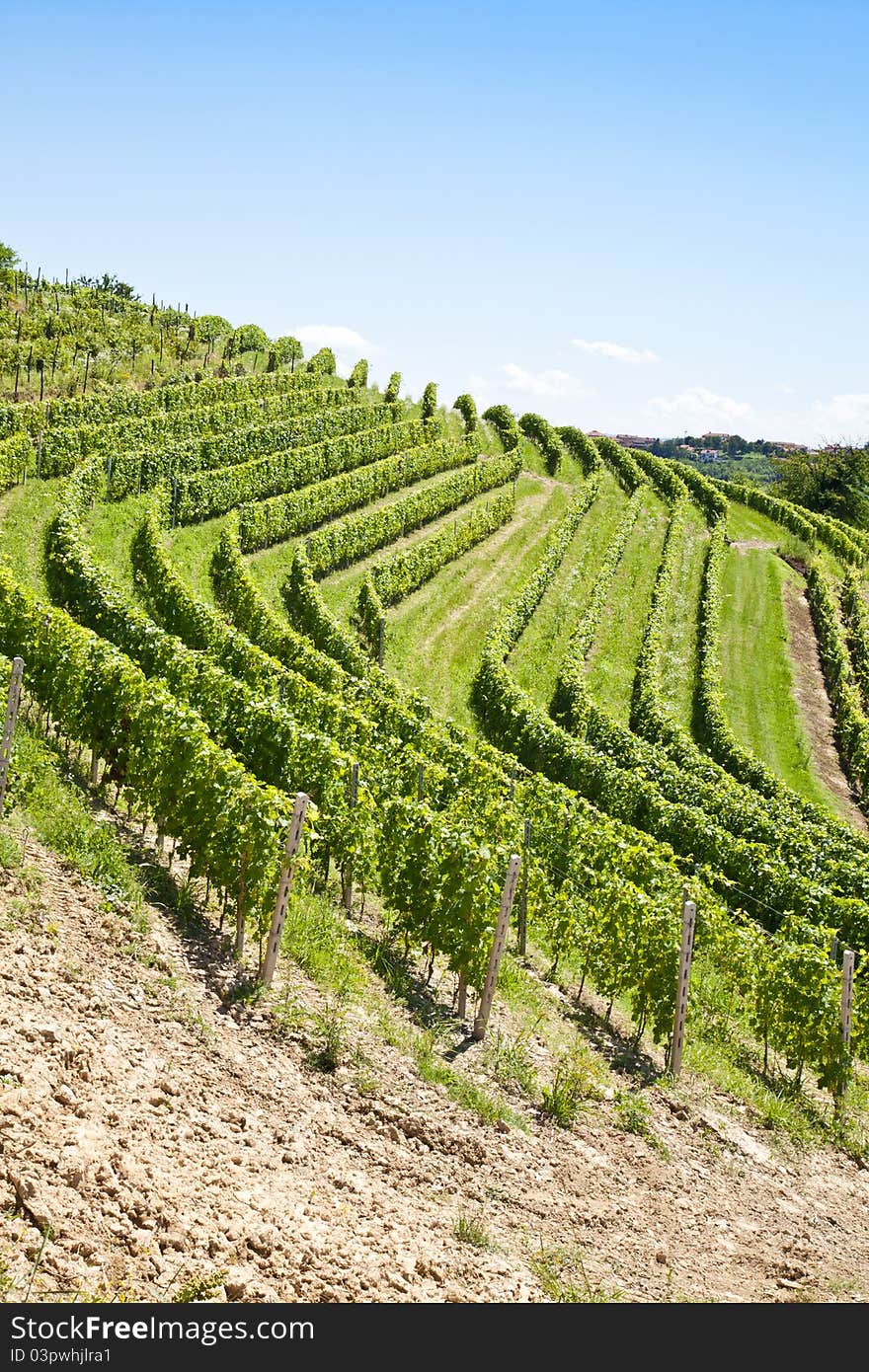 Barbera vineyard during spring season, Monferrato area, Piedmont region, Italy. Barbera vineyard during spring season, Monferrato area, Piedmont region, Italy