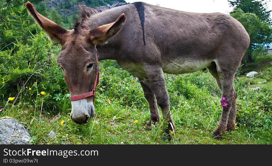 Donkey On Italian Alps