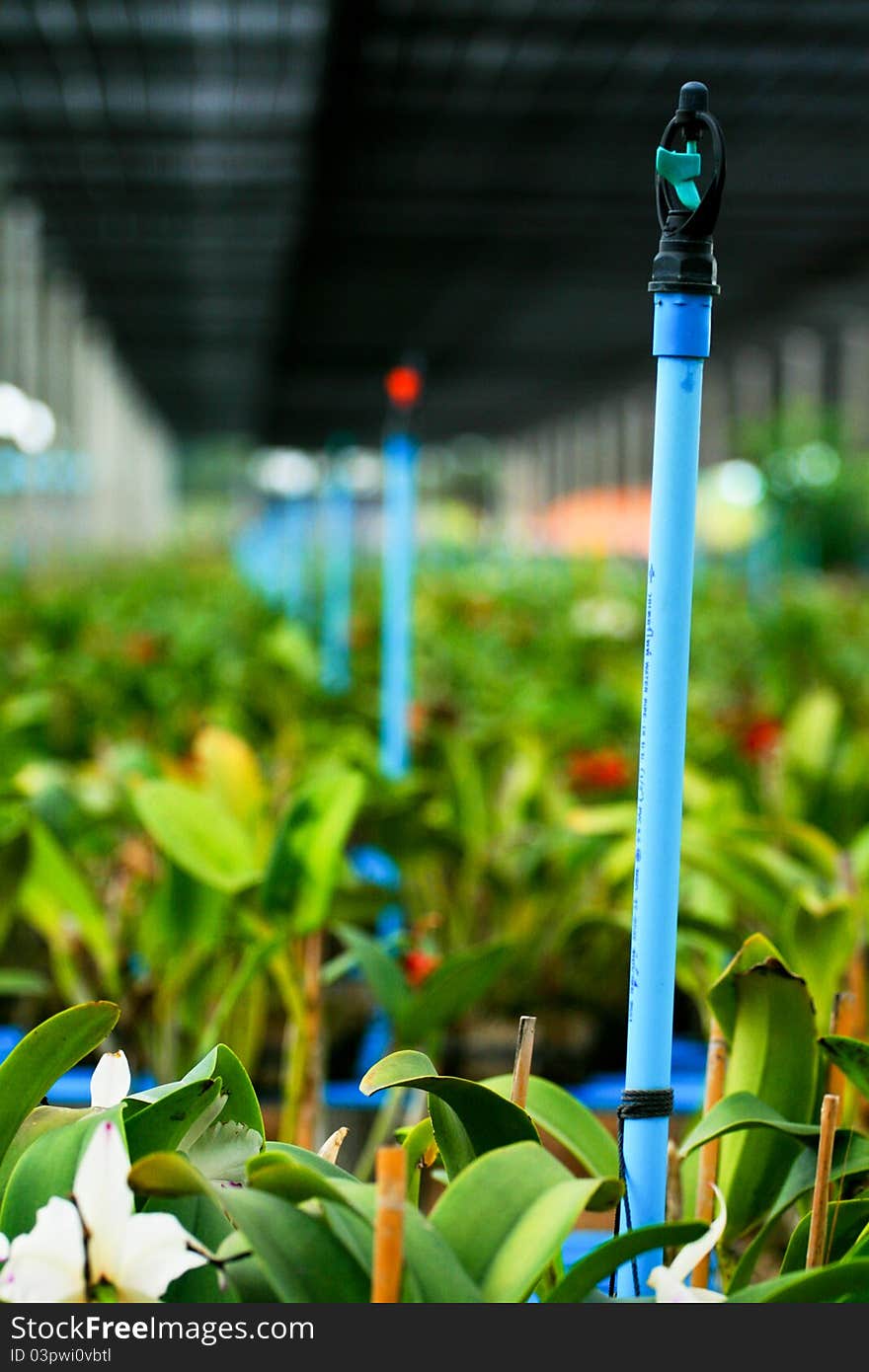 Nursery of orchid in Thailand.