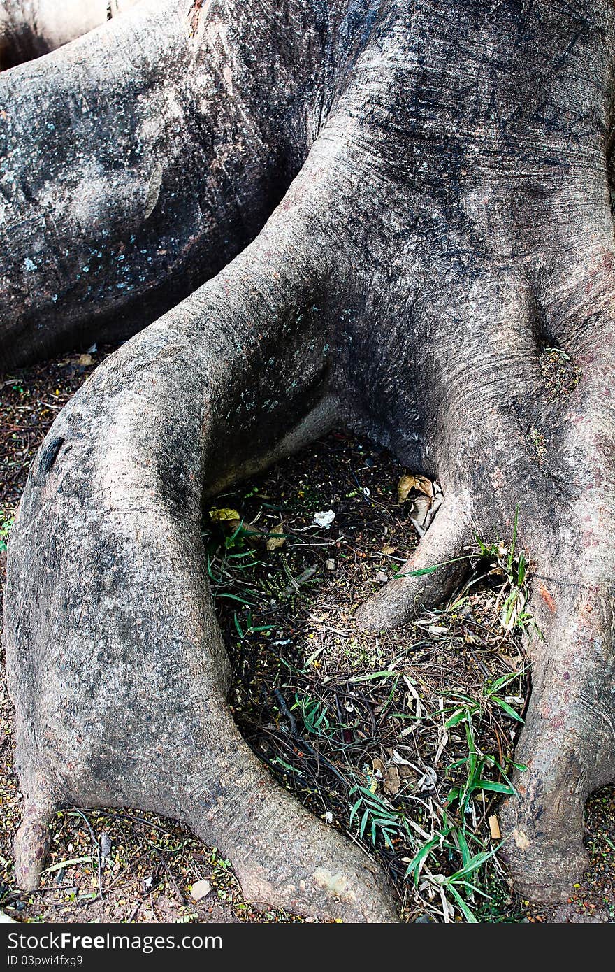 Roots of a tree in midle park