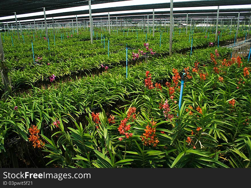 Nursery of orchid farm in Thailand