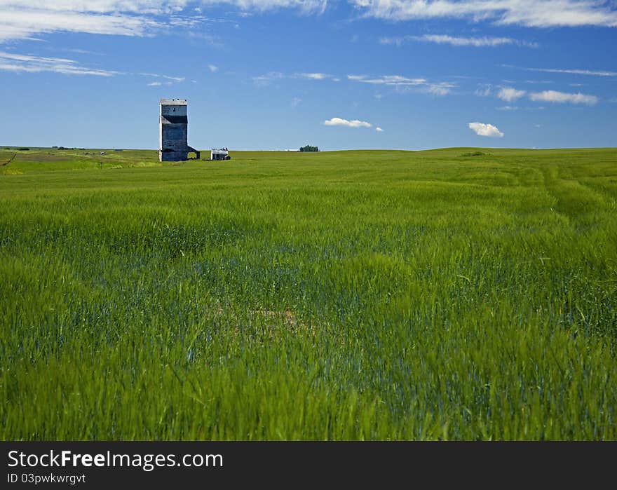 Grain elevator in a field of ripening wheat in Farrow Alberta. Grain elevator in a field of ripening wheat in Farrow Alberta