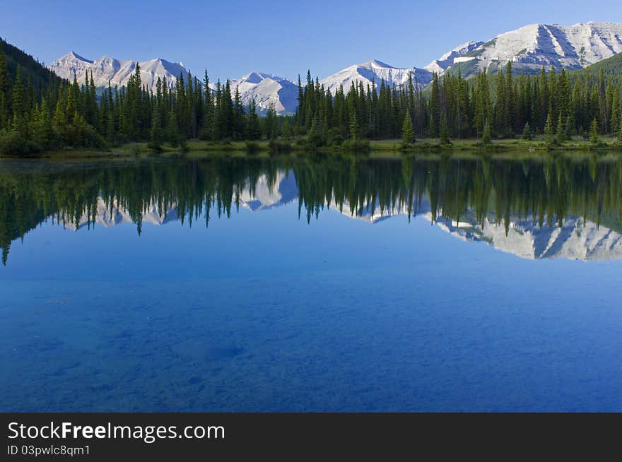 Forgetmenot Pond