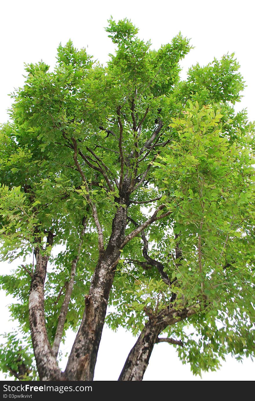 A common tree named D.longissima Schum. A common tree named D.longissima Schum